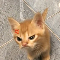 tác giả bựa điên