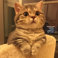 <gạo>
