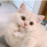 <thỏ>
