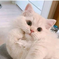 <thỏ>