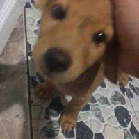 Thái y