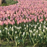 hệ thống 001 (NyNy)