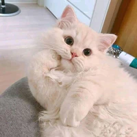 NiNi