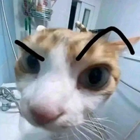 Giám đốc cty Cat