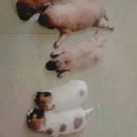 tác giả cuti