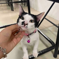 Mèo méo meo mèo meo