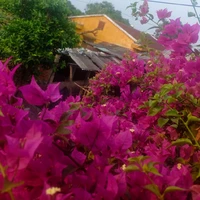 tác giả không báo