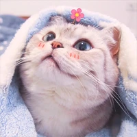 Neko mê em bé Bảo:3 (Tác giả)
