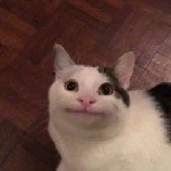 Pet của Ling