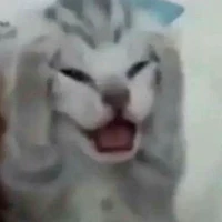 Nvp