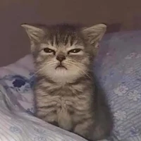 All(trừ người cần trừ)