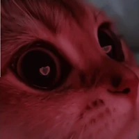 Hashi, Tobi, Mada, Izu (dạng mèo)