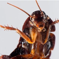 cockroach