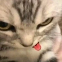 Đaika Xã Hội Đen