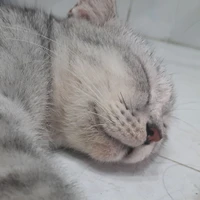 tác giả 