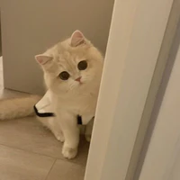 Boo