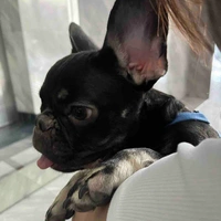 BonBon