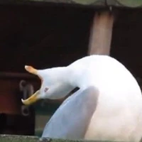 Cân cả lò nhà diễn viên