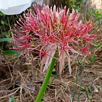 "Quỷ cấp thấp"