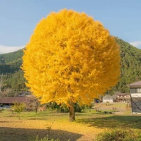 𝒫hi 𝓗ùng ( lưu manh)