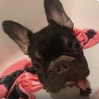 Sua/Singha–[Bonbon Armstrong]