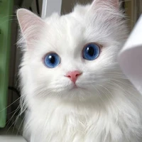 Bé Mèo Siêu Quậy [ Cậu ]