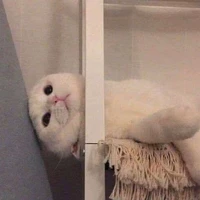 meo meo(bé của Hậu)