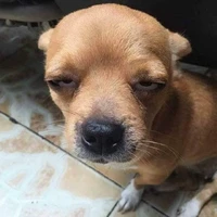 đa nhân vật
