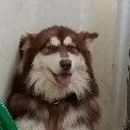chó Alaska