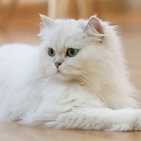 Milo