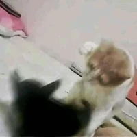 tác giả
