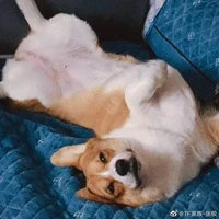 Bobo