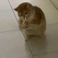 Tác giả 