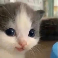 TG cutii