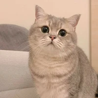 Mèo nhỏ
