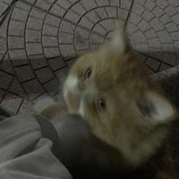 Zenly-con nhỏ tác giả