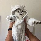 Tác giả cute hột me