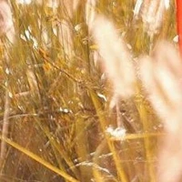 Đàn em