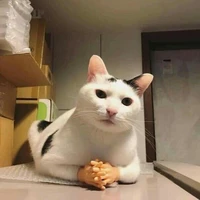 Mèo Md