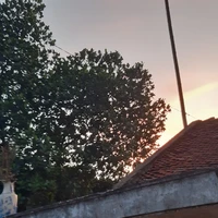 tác giả