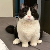 Mãnh Nam lúc làm mèo