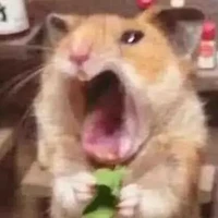 y/n con báo