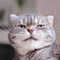 Con đỗ nghèo khỉ ｡:ﾟ(;´∩`;)ﾟ:｡