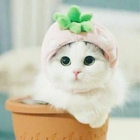 Nhỏ trợ lý của tác giả ( Mèo )