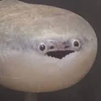 cá mú 🦈>:(