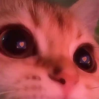 Mèo lại cáo thành tinh thì kệ tao