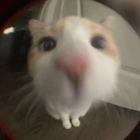 Y/N