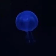 ? ? ?
