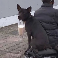 phù thủy rừng xanhhh 🤡