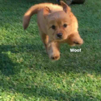 𝘄𝗼𝗼𝗳